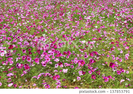 Cosmos in full bloom Cosmos in full bloom 137853791