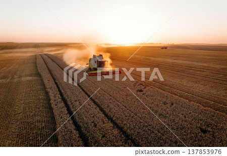 Illuminated by sunlight. Agricultural machine harvesting wheat Illuminated by sunlight. Agricultural machine harvesting wheat 137853976