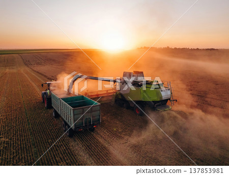 Evening dawn. Against sunlight. Agricultural machine harvesting wheat 137853981