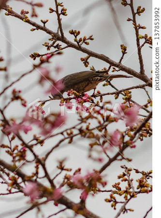Brown-eared bulbul sucking cherry honey Brown-eared bulbul sucking cherry honey 137853992