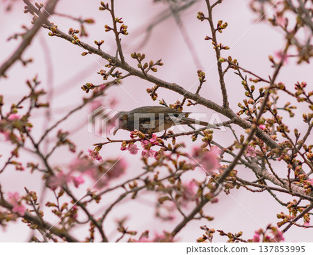 棕色耳bul吮櫻桃蜂蜜 棕色耳bul吮櫻桃蜂蜜 137853995