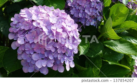 Beautiful hydrangea flower 137854207
