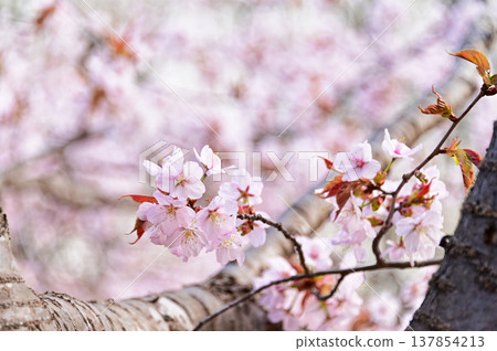 Ezo cherry blossoms, Hokkaido Ezo cherry blossoms, Hokkaido 137854213