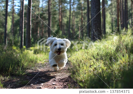 A happy Coton de Tulear dog runs on a forest path surrounded by lush green plants and tall trees 137854371