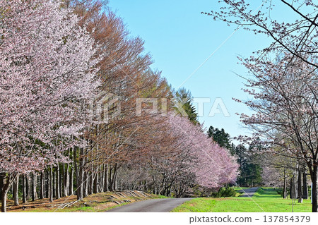 Ezo cherry blossoms, Hokkaido Ezo cherry blossoms, Hokkaido 137854379