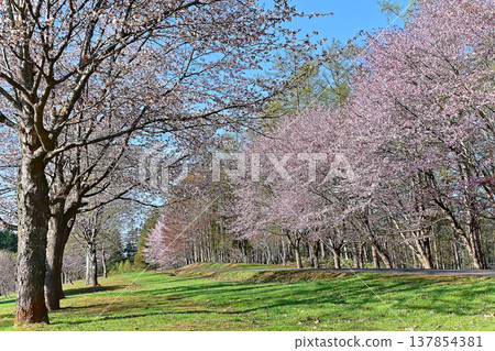 Ezo cherry blossoms, Hokkaido 137854381