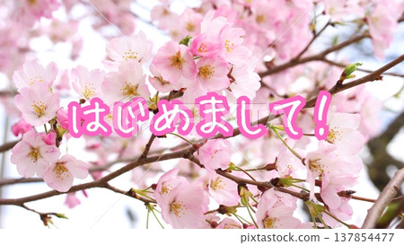 [Message] Nice to meet you! (Background: Cherry blossoms) 137854477