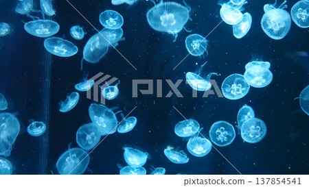 Jellyfish floating in water Jellyfish floating in water 137854541