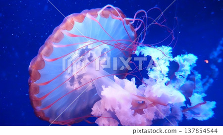 Jellyfish floating in water Jellyfish floating in water 137854544