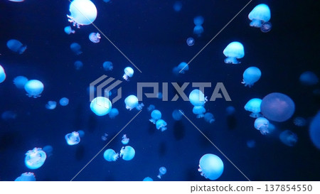 Jellyfish floating in water Jellyfish floating in water 137854550