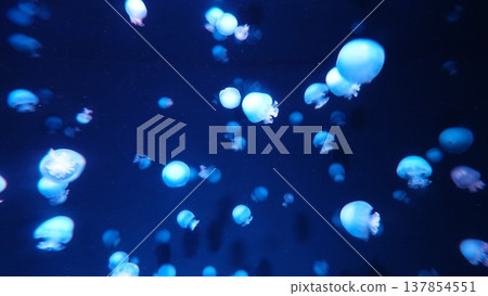 漂浮在水中的水母 137854551