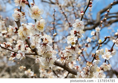 偕樂園水戶梅花節 偕樂園水戶梅花節 137854785
