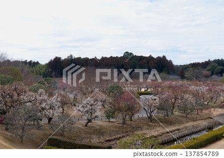 偕樂園水戶梅花節 偕樂園水戶梅花節 137854789