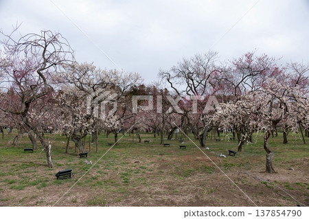 偕樂園水戶梅花節 偕樂園水戶梅花節 137854790