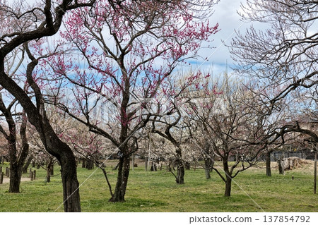 偕樂園水戶梅花節 偕樂園水戶梅花節 137854792