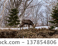 Wild deer in Shiretoko, Hokkaido 137854806