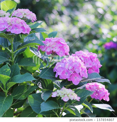 Hydrangea blooming in the clear of the rainy season 137854807