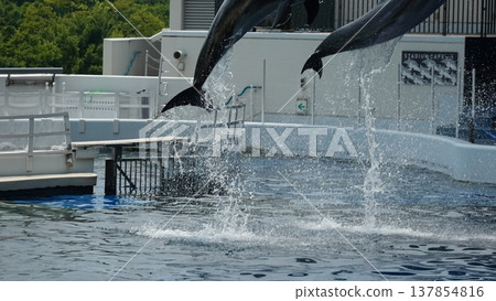 水族館海豚表演 137854816