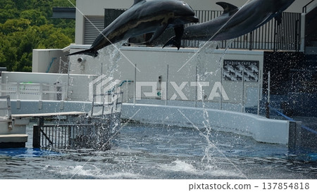 水族館海豚表演 137854818