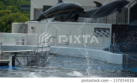 Aquarium dolphin show Aquarium dolphin show 137854819