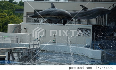 水族館海豚表演 137854820
