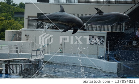 水族館海豚表演 水族館海豚表演 137854821