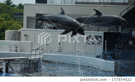 Aquarium dolphin show Aquarium dolphin show 137854822
