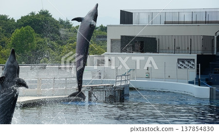 水族館海豚表演 137854830