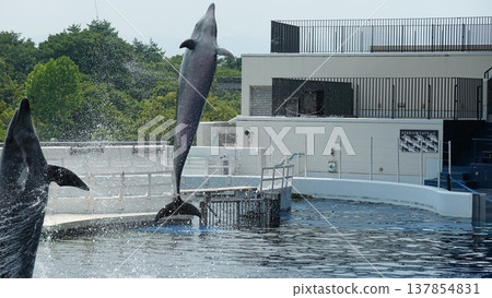 水族館海豚表演 水族館海豚表演 137854831
