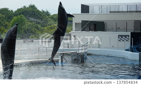 水族館海豚表演 137854834