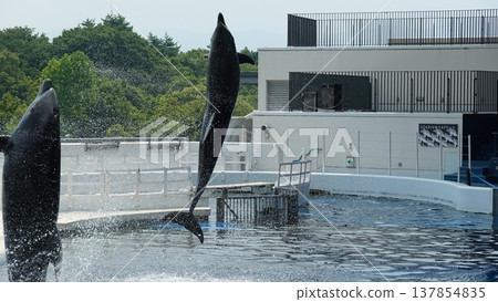 Aquarium dolphin show Aquarium dolphin show 137854835