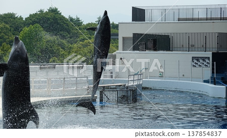 水族館海豚表演 137854837