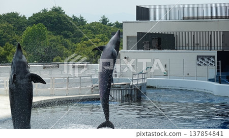 Aquarium dolphin show 137854841