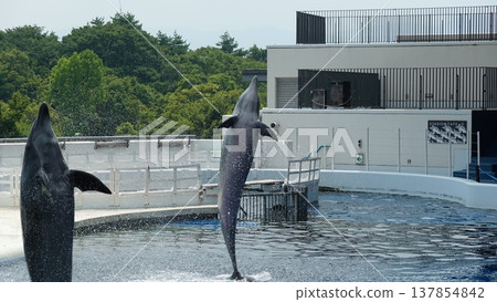 Aquarium dolphin show Aquarium dolphin show 137854842