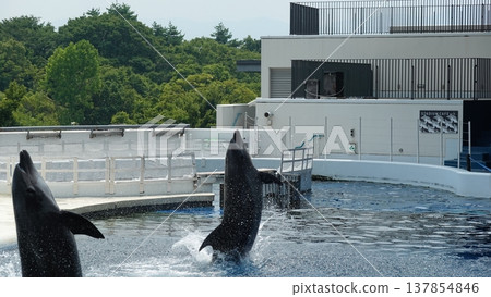 水族館海豚表演 水族館海豚表演 137854846