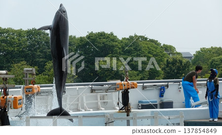 水族館海豚表演 137854849