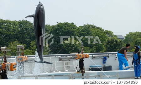 Aquarium dolphin show 137854850