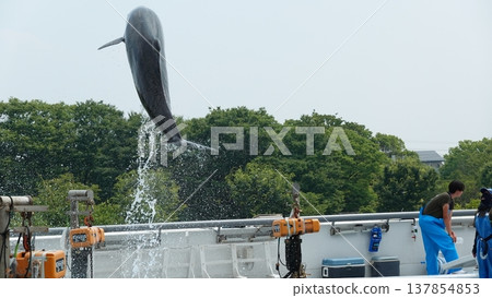 水族館海豚表演 水族館海豚表演 137854853