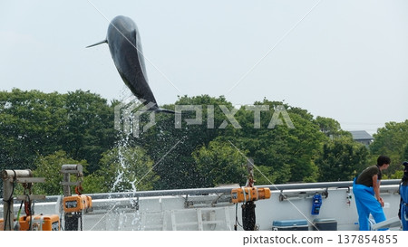 水族館海豚表演 137854855