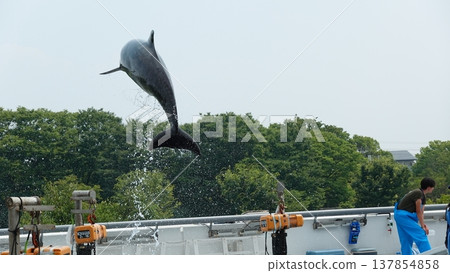水族館海豚表演 137854858