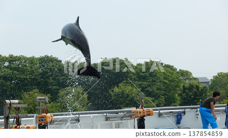 水族館海豚表演 137854859