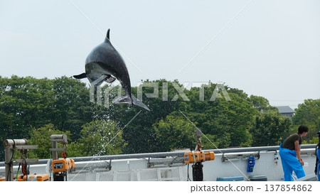 水族館海豚表演 水族館海豚表演 137854862