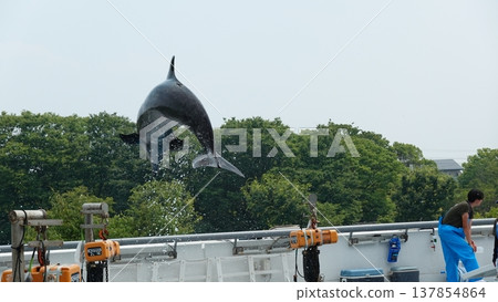 Aquarium dolphin show Aquarium dolphin show 137854864
