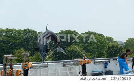 Aquarium dolphin show Aquarium dolphin show 137855029