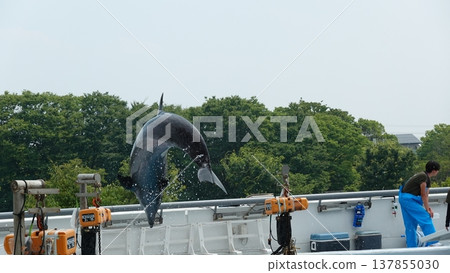 Aquarium dolphin show 137855030