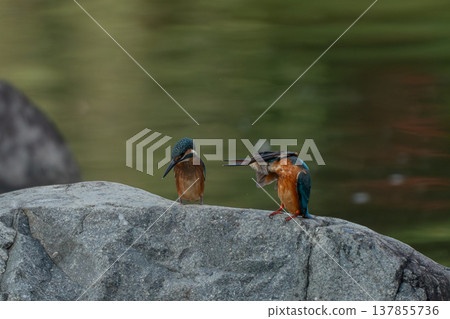 Kingfisher perched on a rock 137855736