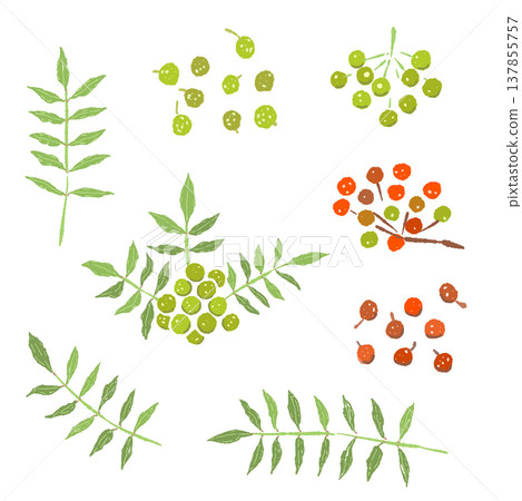 A set of illustrations featuring variations of sansho leaves and red and green berries. A set of illustrations featuring variations of sansho leaves and red and green berries. 137855757