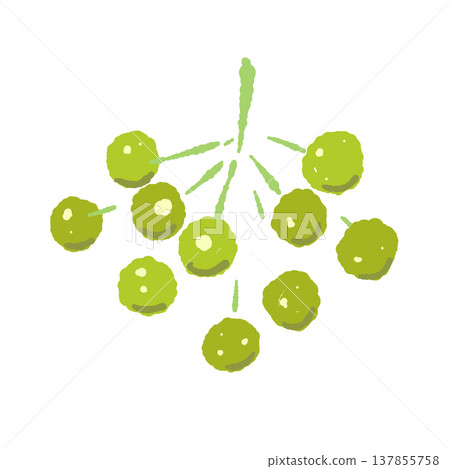 Hand-drawn illustration of a branch with green sansho pepper berries (close-up) Hand-drawn illustration of a branch with green sansho pepper berries (close-up) 137855758