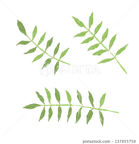 Hand-drawn illustration material of sansho leaves (set of 3) Hand-drawn illustration material of sansho leaves (set of 3) 137855759