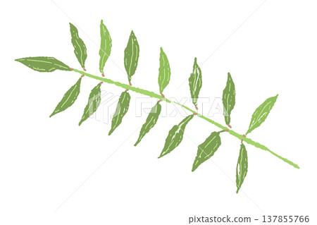A hand-drawn illustration of a single sansho leaf (Variation 2) A hand-drawn illustration of a single sansho leaf (Variation 2) 137855766